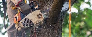 Trusted Freeland, MI  Tree Services Experts